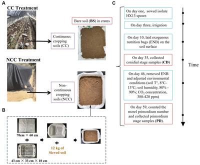 The cultivation regimes of Morchella sextelata trigger shifts in the community assemblage and ecological traits of soil bacteria